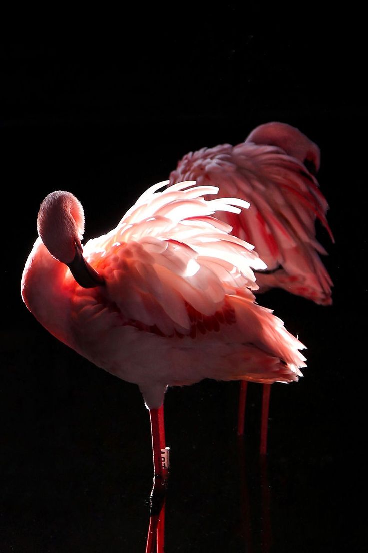 backlit flamingo contrasted with black background, it's pink feathers near translucent