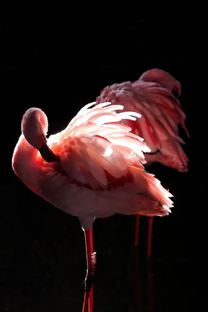 backlit flamingo contrasted with black background, it&#39;s pink feathers near translucent