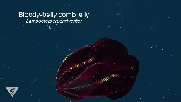 Beauty from the darkest depths of the sea ng bloody-belly comb jelly