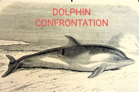 Dolphin Confrontation