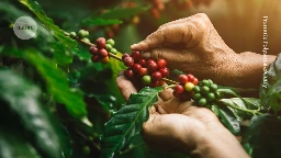All arabica coffee is genetically similar: how can beans taste so different?