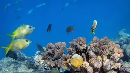 National Marine Sanctuary Foundation awards $2 million in coral restoration grants throughout U.S. Pacific islands | Big Island Now