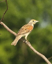 Dickcissel - Wikipedia