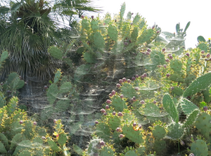 Using spiders as environmentally-friendly pest control