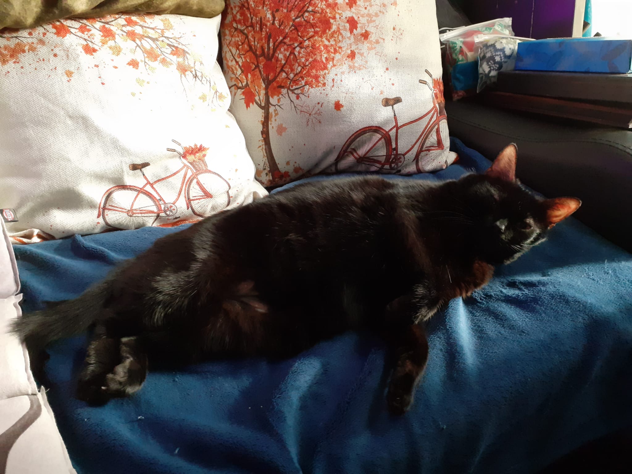 almost entirely black cat on sofa looking like a seal