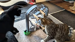 Can Cats Solve Puzzles?