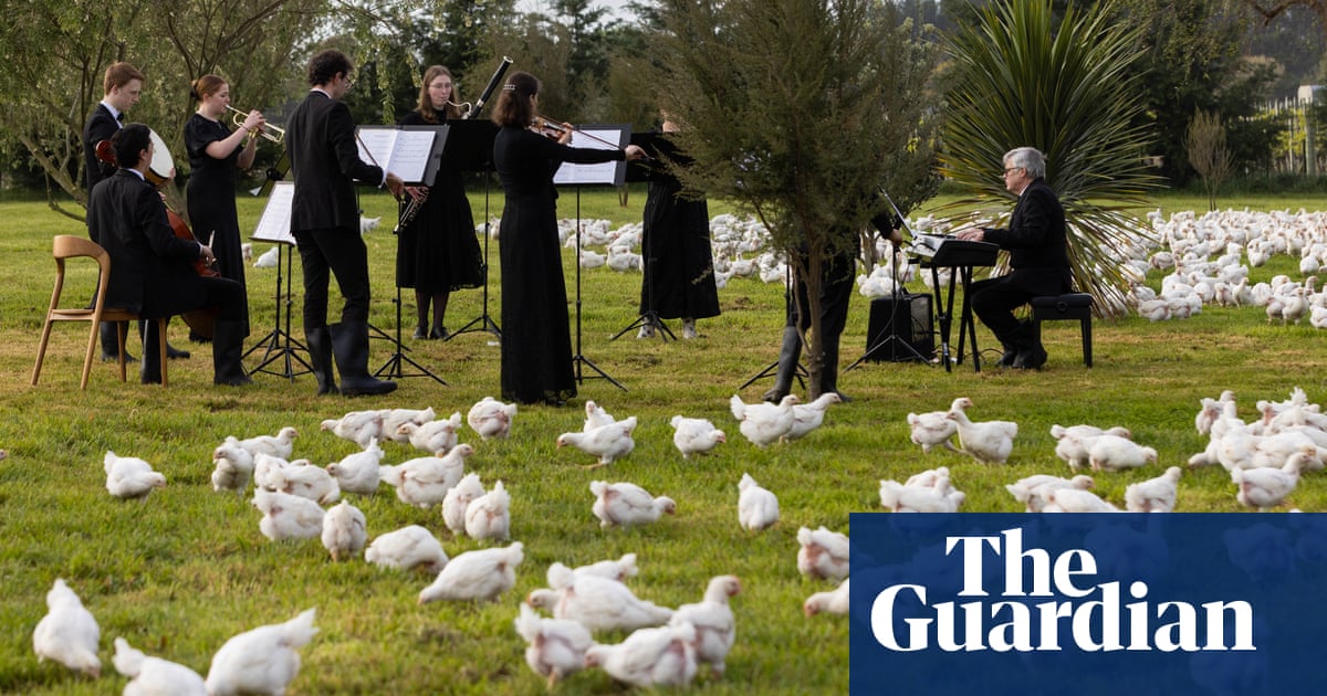 Beethov-hen’s first symphony: New Zealand orchestra puts on poultry show for chickens