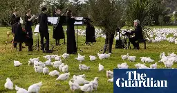 Beethov-hen’s first symphony: New Zealand orchestra puts on poultry show for chickens