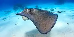 A lone stingray mysteriously became pregnant in an aquarium. Scientists now think a male shark could be responsible.