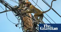 ‘Total chaos’: Monkey blamed for nationwide power cut in Sri Lanka