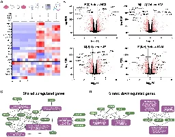 Study: How nutrients are used reprograms immune cells with implications for infection and cancer