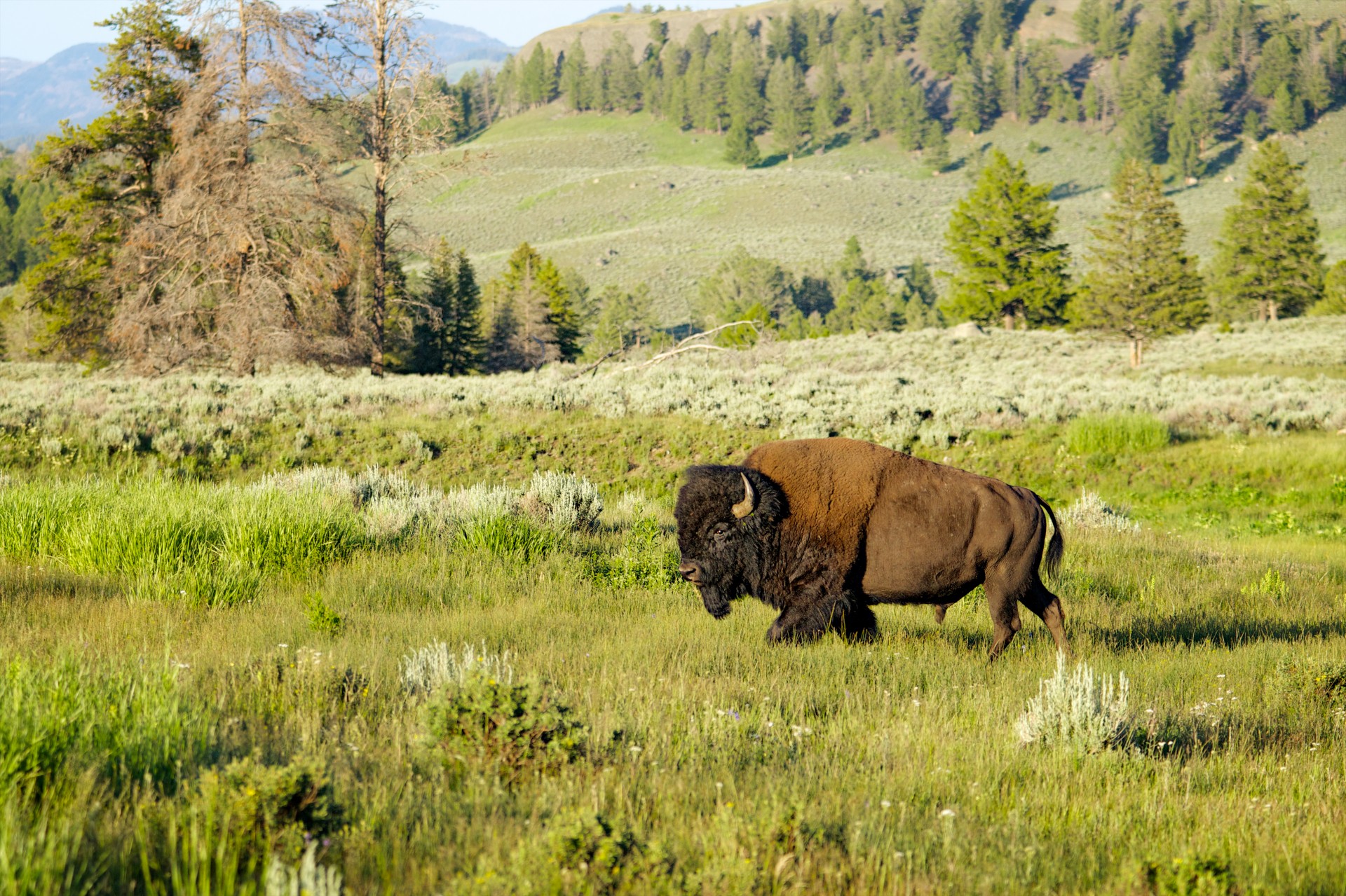 Buffalo in Yellowstone NP