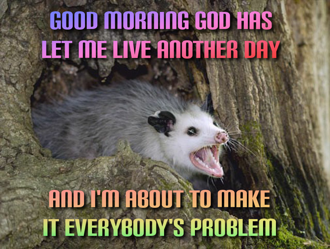 I think this is my last possum meme