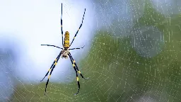 Invasive Jorō spiders can live well with humans, according to new study | CNN