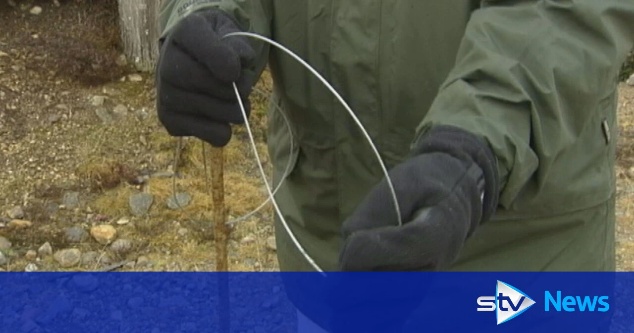 Snare ban officially comes into force in 'landmark day' for Scotland