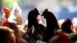 Avian flu surges in Northern California, threatening national poultry, egg supplies