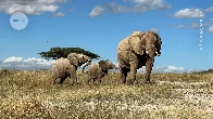 Do elephants have names for each other?