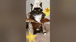 Fifth Element Ruby Rhod Cat Costume #cats #catshorts #aww