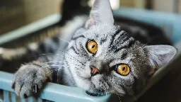 Cats have 276 different facial expressions, study finds | CNN