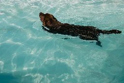 El 'beach club' que arrasa en Madrid: piscina para perros y hamburguesas para los dueños