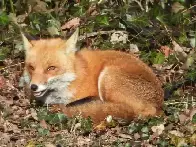 This fox made a home in my neighbors backyard