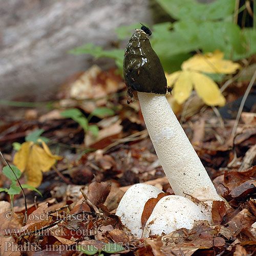 mushroom looking like a dick