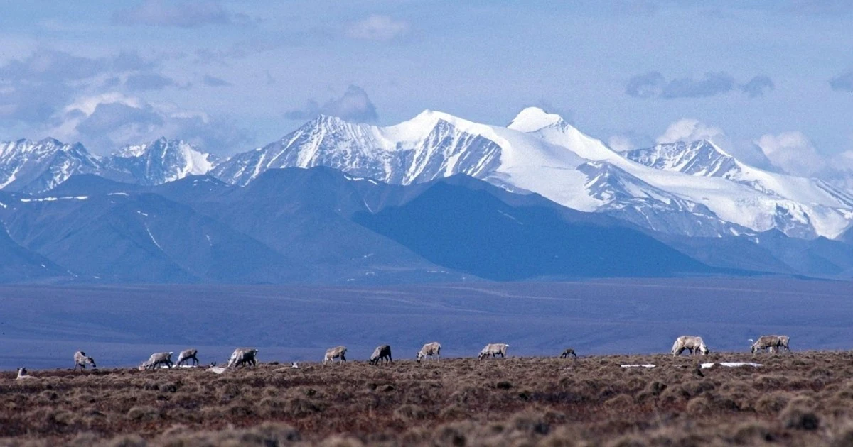 Alaska refuge is one of Earth's last truly wild places. Trump calls it America's "biggest oil farm."