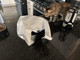 Does a cat in a bag count?