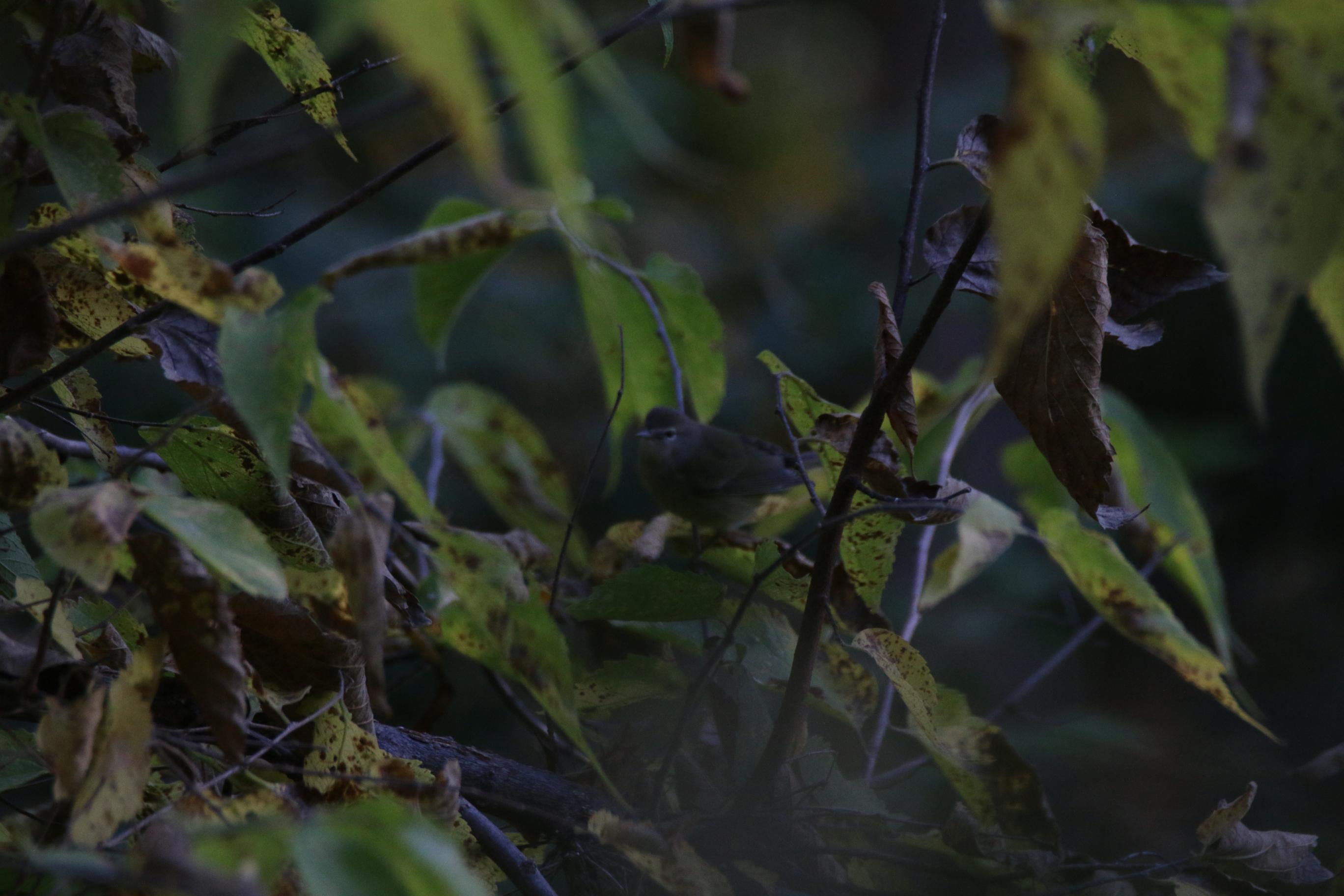 Fall warbler near Omaha Nebraska