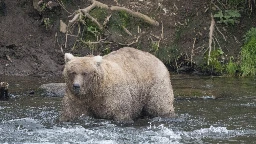 The chunkiest of chunks face off in Alaska's Fat Bear Week