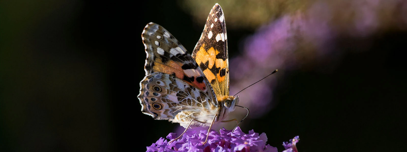 The secrets of butterfly migration, written in pollen