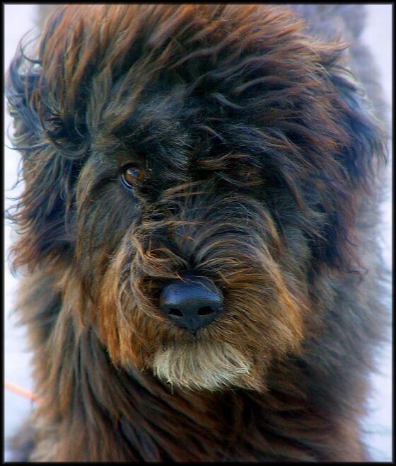 bouvier with windblown hair