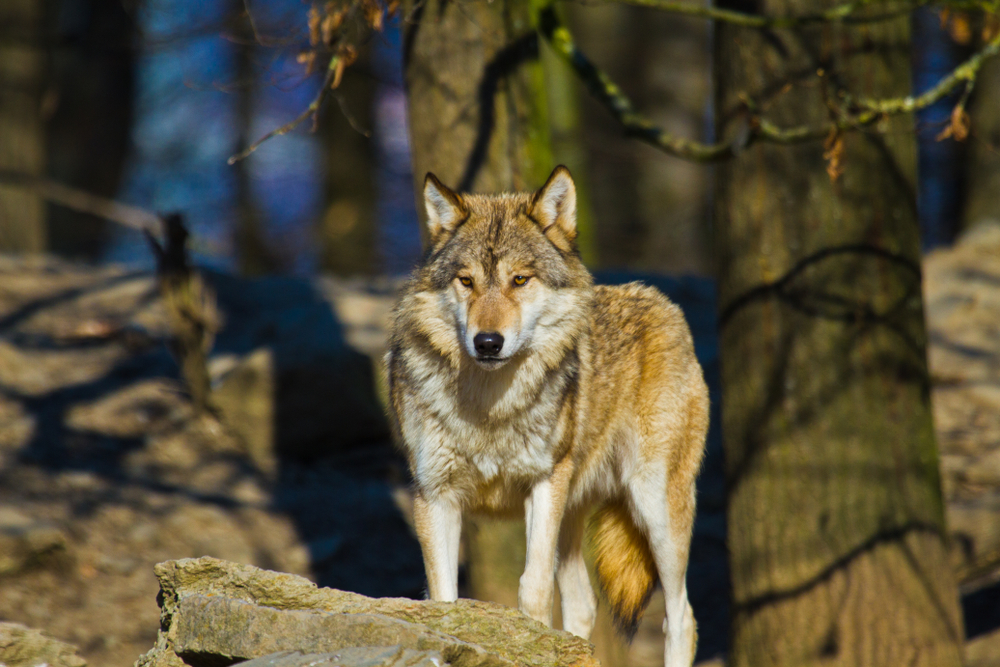 Wolves In Maine: Will Poop Prove They Are Returning to New England?