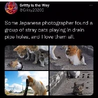 We need more cats in holes