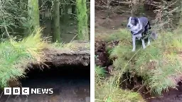 Dog walker films winds lifting forest floor in Scotland