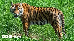 Tiger population growing in Himalayan kingdom Bhutan