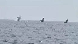 'Whale ballet': Video shows 3 humpbacks jump in unison, a birthday surprise for man and daughters