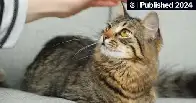 It’s the Cat’s Meow but You Just Don’t Understand