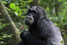 Chimpanzees seen eating medicinal plants to help cure diarrhoea and infections