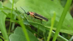 Lightning Bug Grooming Itself