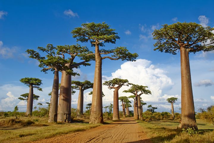 Scientists Uncover the Ancient Origins of Baobab Trees in Genetic Study