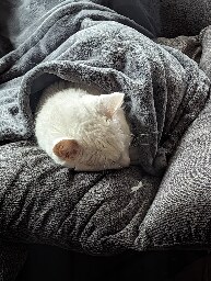 Curled under blanket