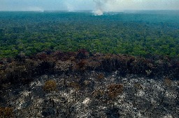 500 businesses could stop destruction of tropical forests. They are failing