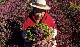 An engineer in Bolivia is reviving an ancestral, nutritious grain for the 21st century