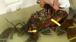 Maine celebrates National Lobster Day