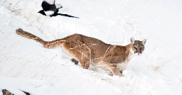 3 Idaho Big-Game Guides Led Illegal Mountain Lion Hunts, U.S. Says