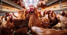 USDA says it accidentally fired officials working on bird flu and is trying to rehire them