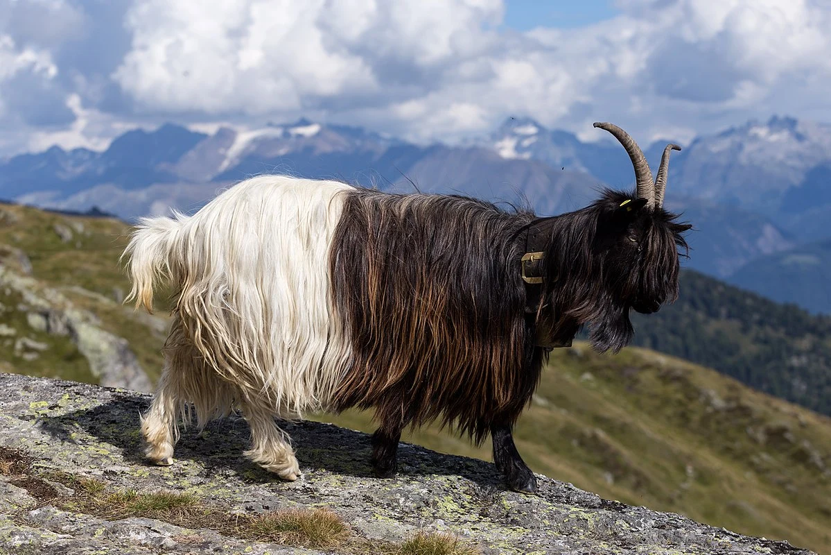 Valais Blackneck - Wikipedia