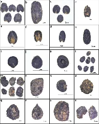 Study finds evidence of the formation and structural evolution of prehistoric agricultural economy in Central China