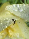 [OC] Argentine ant exploring a yellow freesia in the rain